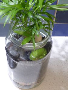 Mason jar pot plant