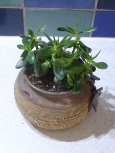 succulent in ceramic bowl